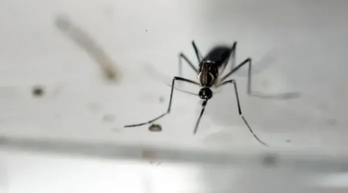 Dengue