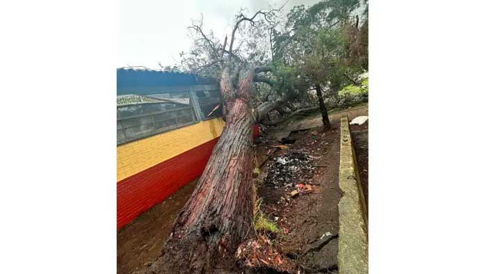 En la ciudad de Quetzaltenango, un árbol causó daños al Instituto