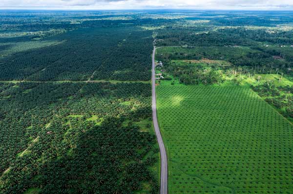 Foto: plantación de palmas