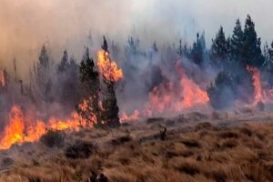 Incendios forestales