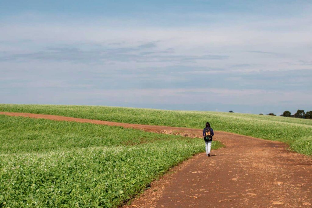 campos Brasil