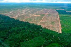 Deforestación altera vida de pueblos indígenas y pone en riesgo su seguridad alimentaria_Idele