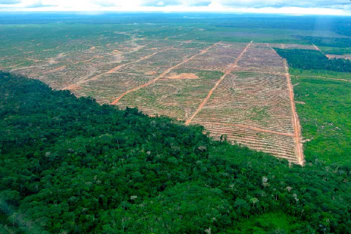 Deforestación altera vida de pueblos indígenas y pone en riesgo su seguridad alimentaria_Idele