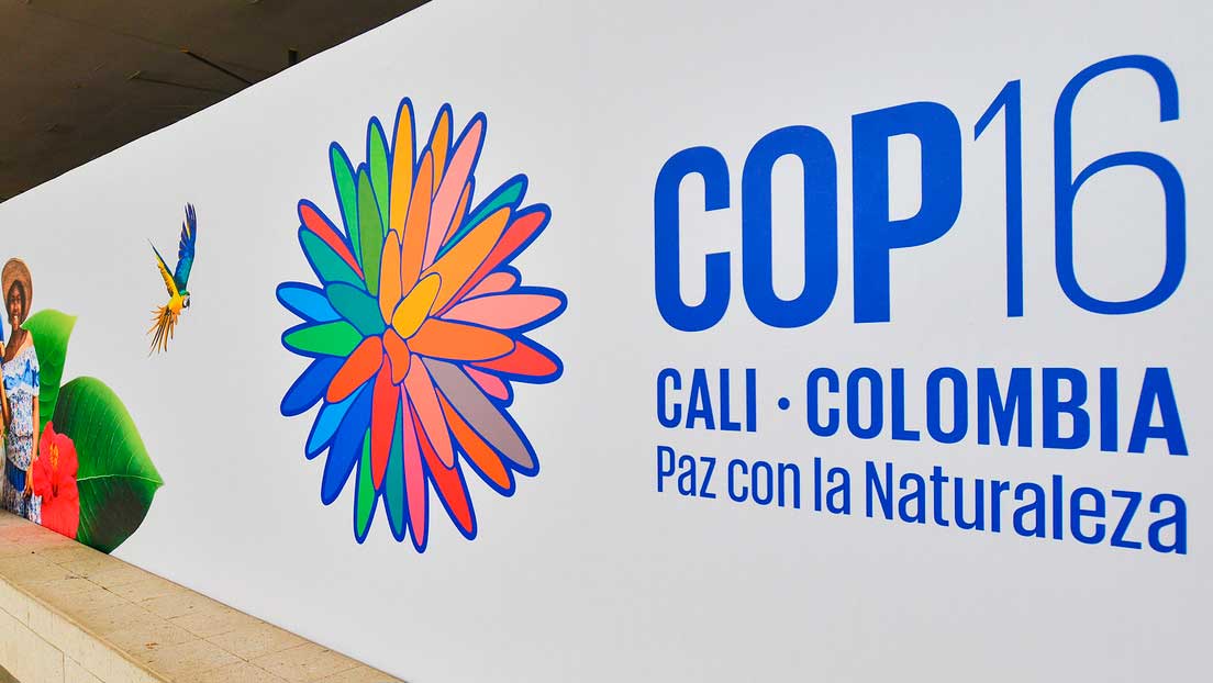 COP16