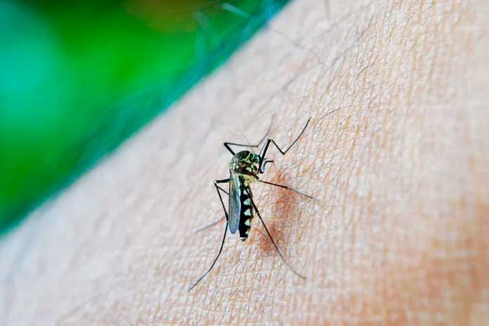 Dengue