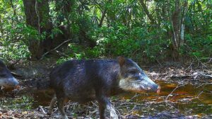 El pecari de labio blanco es una especie CITE afectada por este cultivo_créditos:WCS