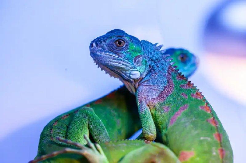 Otra especie afectada es la iguana verde dorada de Guatemala_Prensa Libre