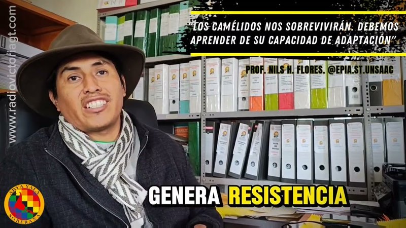 #5tofes #tupacamaru #micaelabastidas En el marco del #5tofes #tupacamaru II y #micaelabastidas, realizado en #cuscoperu, subimos hasta la provincia de #chumbivilcas, allí nos recibió el Director de #EPIA ‪@VideosInstitucionalesUNSAAC‬, filial #santotomas, Ing. Nils H. Flores. En la corta entrevista nos dejó varias verdades desafiantes e "incómodas": "Educar en la perspectiva del diálogo de saberes en un territorio plural, con raíces milenarias, como es la provincia de Chumbivilcas", indica de entrada el Nils. "Nuestra juventud opta por lo más fácil e inmediato, como es la actividad de la extracción de minerales, pero debemos seguir apostando en la educación para la ganadería en un territorio ganadero porque la ganadería sobrevivirá a la minería", sentencia con convicción el Profesor que tiene a su cargo la formación profesional de cerca de 200 jóvenes universitarios. "En el contexto de cambio climático actual, la humanidad debe aprender de la capacidad de adaptación al entorno crítico de los camelidos (llamas, alpacas, vicuñas)", afirma Flores al explicar con detalle lo amigable con el entorno que son los animales que estudia. www.radiovictoriagt.com agradece la actitud de recibirnos al profesor Nils para esta breve entrevista.