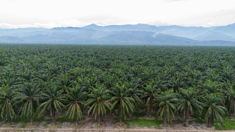 Grandes extensiones de monocultivo de palma africana de la empresa NaturAceites en el parcelamiento San Vicente II, en el municipio de Panzós, Alta Verapaz, Valle del Polochic. Foto: Laura García/Plaza Pública