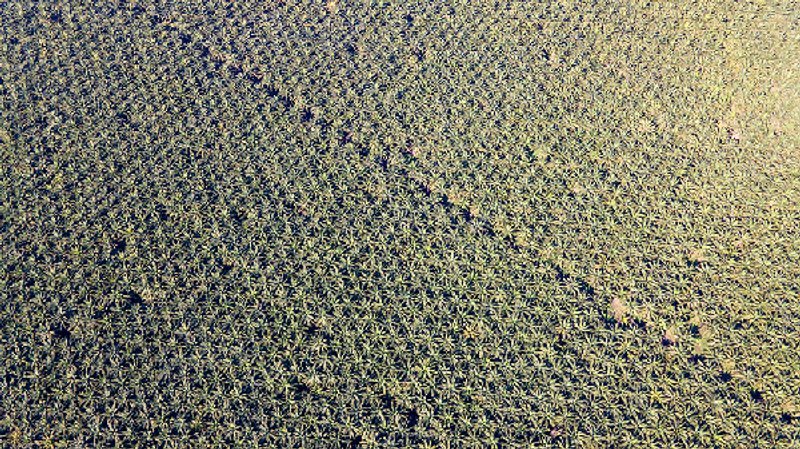 Un estudio de la Universidad de Michigan evidencia la deforestación que ha causado la expansión de la palma en Guatemala. Foto: Carlos Alonzo/Ocote