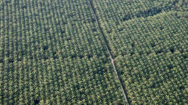 La comunidad internacional celebra el 5 de diciembre de cada año el Día Mundial del Suelo, fecha en la que busca crear conciencia sobre la importancia de este elemento sustancial para la vida.