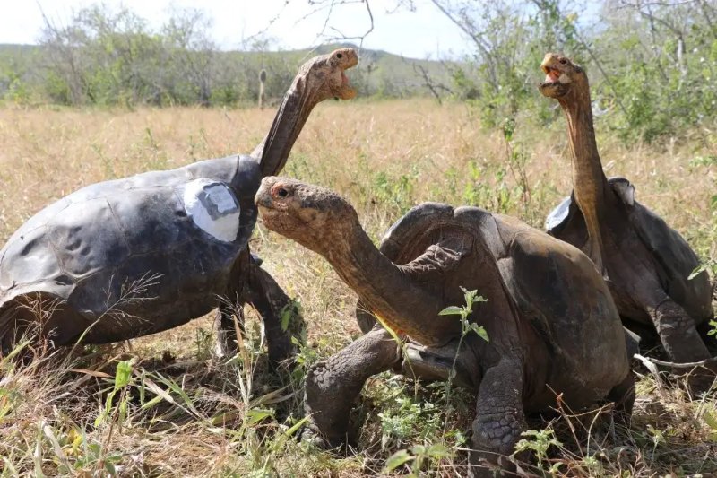 La Unesco declaró el archipiélago Patrimonio Natural de la Humanidad en 1978. El equipamiento y personal militar de Estados Unidos tendrán controles ambientales "rigurosos", según los tratados de cooperación, así como exenciones de tasas administrativas. Además de su valor para la conservación de especies animales y vegetales, el parque es de gran interés turístico. En el siglo XIX, Charles Darwin hizo una expedición científica. Imagen de tortugas 'Chelonoidis hoodensis'. Foto Afp