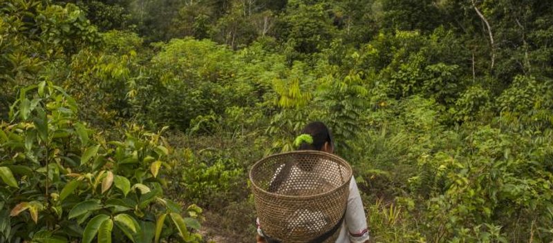 Afectaciones de la palma aceitera en mujeres de la Amazonía_Oxfam