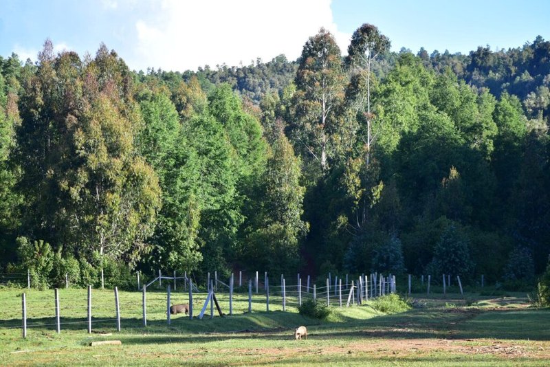 Potrero cercado por Julia Chuñil al interior del predio Reserva Cora Uno – A