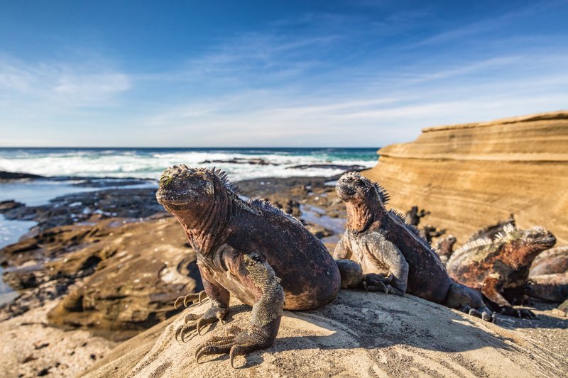 Iguanas calentándose al sol sobre rocas volcánicas en Puerto Egas, Galápagos. Maridav / Gettyimages.ru