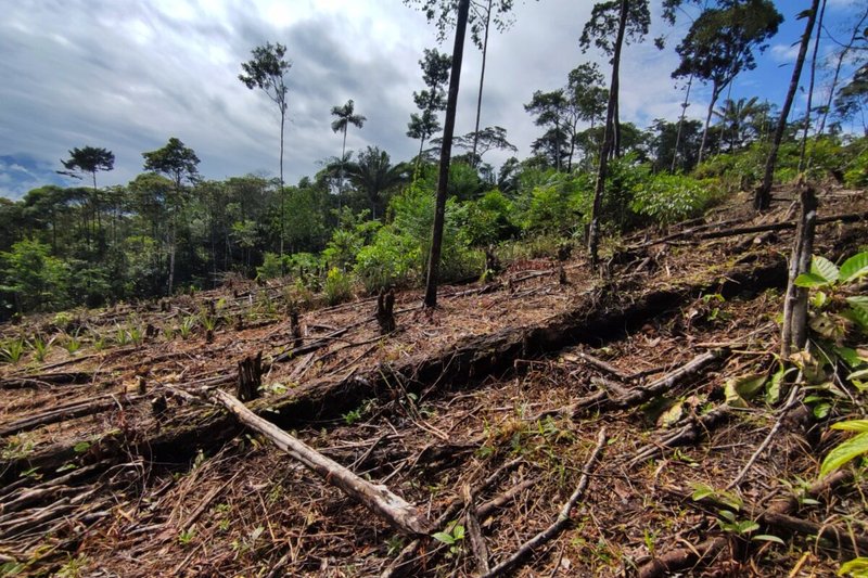 La tala indiscriminada menoscaba el bosque en el resguardo Villa Catalina de Puerto Rosario, en Putumayo, Colombia. Foto: Natalia Pedraza.