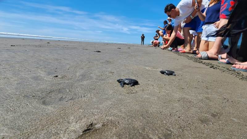 Los pobladores del caserío El Icacal del cantón La Leona, del distrito de Intipucá, en La Unión Sur, han retomado con recursos propios el proyecto del vivero o corral de protección y conservación de la tortuga marina debido a la falta de financiamiento por parte del Estado a través de los programas destinados a ese rubro, aseguró la comunidad.