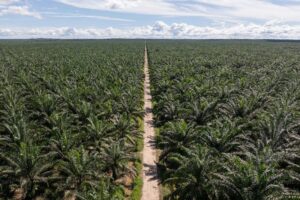 La plantación de Tibecocha, en Perú, se extiende a lo largo de casi 7.000 hectáreas de lo que una vez fue selva tropical. Foto: Florence Goupil para Business Insider