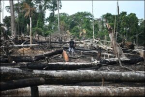 Fuentes: Mongabay [Imagen: enormes terrenos de Nueva Austria del Sira han sido invadidos y depredados, algunos para la siembra de hoja de coca. Foto: Hugo Alejos.]