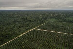 Amazonía - Alerta por norma que alienta expansión de palma Imagen principal: cultivos de palma en Ucayali. Foto: archivo Mongabay