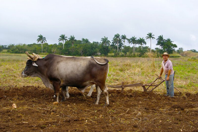 Estados Unidos apunta ahora al suministro de alimentos de Cuba