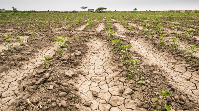 Sequía podría poner en riesgo seguridad alimentaria en Centroamérica_Foto: AgroLatam