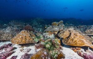 Análisis en corales señalan que el fenómeno El Niño se ha intensificado un 37 % debido al cambio climático