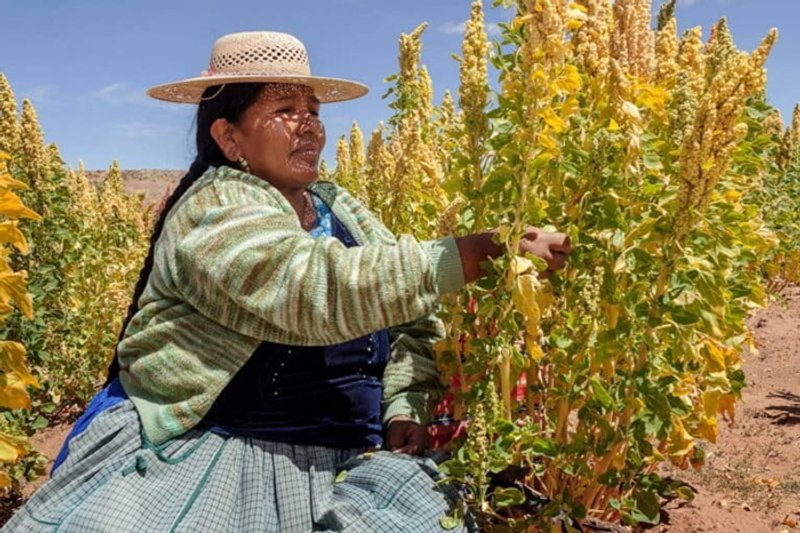 La degradación de la tierra en Latinoamérica es originada principalmente por los monocultivos, semillas transgénicas y el uso de agroquímicos, dicen los especialistas. Foto: cortesía FAO.