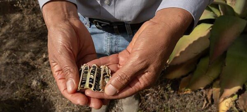 Fuentes: Rebelión [Imagen: La agricultura sostenible un aporte hacia un desarrollo justo en el continente. Foto Rachel Richardson, PNUMA. Oaxaca, México]
