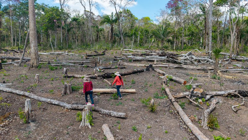 En la comunidad Los Ángeles, en el territorio indígena Monte Verde, los comunarios encontraron a los avasalladores cuando ya habían talado cerca de seis hectáreas de bosque. Foto: Edy Yobany Velasco/Amazonía Traficada.