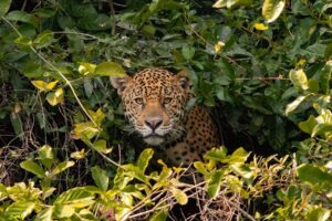Deforestación amenaza especies en Colombia