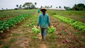 Cuba reforma el sector agrícola ante la urgencia de elevar la producción alimentaria Imagen generada con IA
