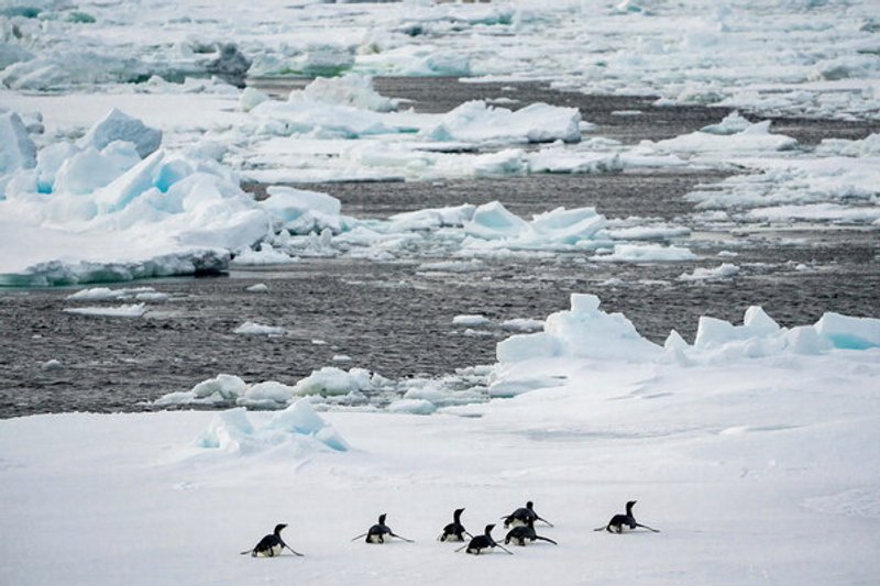 Fuentes: Climática [Foto: La extensión tan baja del hielo marino en 2022 en la Antártida coincidió con un fracaso reproductivo a gran escala y sin precedentes entre los pingüinos emperador. Foto: Po3 Aidan Cooney/U.S. Coast/Planet Pix via ZUMA Press Wire)]
