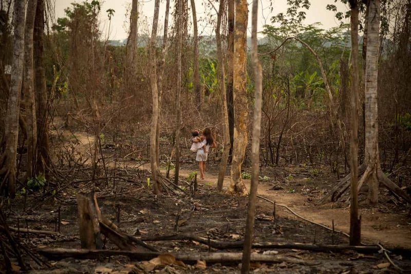 Fuente de la imagen: Tierra Viva.
