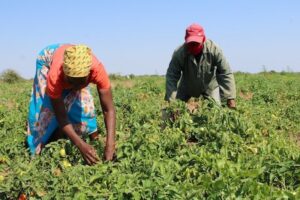 La explotación laboral, el costo oculto de los alimentos en el mundo