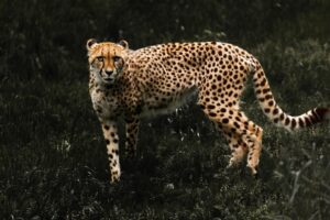 Informe Planeta Vivo: grave caída de población silvestre