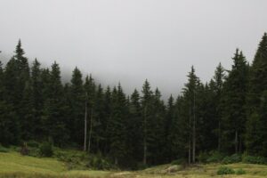 Foto de neslihan ໒꒱: https://www.pexels.com/es-es/foto/bosque-de-pinos-neblinoso-en-un-paisaje-brumoso-39835865/