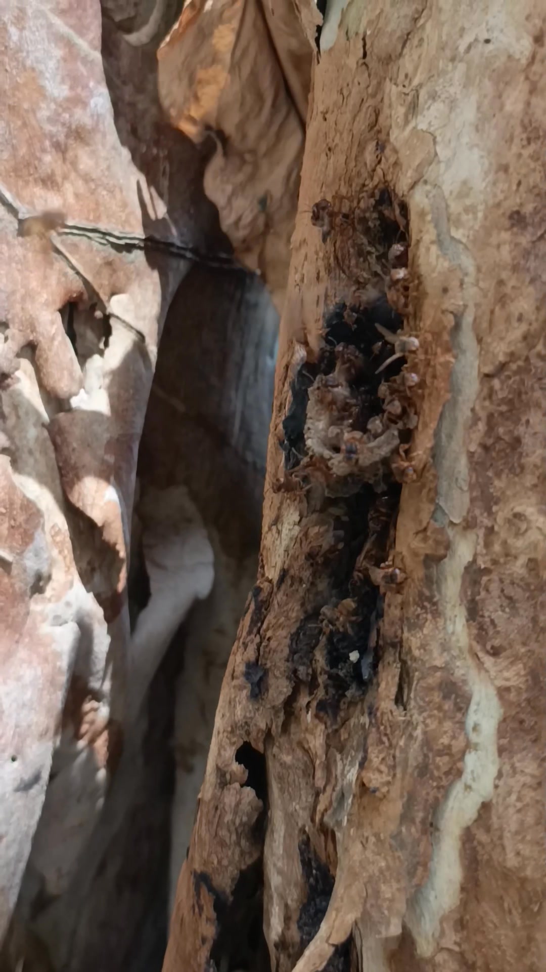 Radio Victoria, la voz de los pueblos